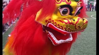 Chinese New Year Lion Dance Beijing [upl. by Analim]