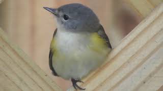 American Redstart Setophaga ruticilla Timucuan Ecological and Historical Preserve [upl. by Eelrebmik]