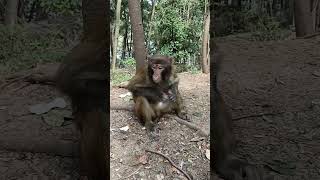 quotBaby Monkey Mischief Cute and super funny with natural actionsquot 🐒😊 45 [upl. by Adirahs]