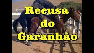 Recusa do Garanhão Turbante JO  Stallion with feeling  wwwhorsetvcombr [upl. by Yatnahc]