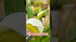 Callla Lily plant  बहुत ही खूबसूरत फूल का पौधा  shortvideo music yt ytshorts song shortsfeed [upl. by Naltiac]