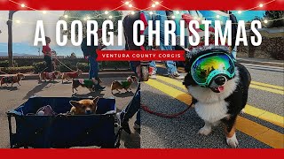 Magical CORGIS at CHRISTMAS Parade Bringing HOLIDAY Happiness  Camarillo Christmas Parade 2023 [upl. by Irat]