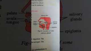 Location of some salivary glands in our mouth 🫣🫣🫣🫣 [upl. by Inalem]