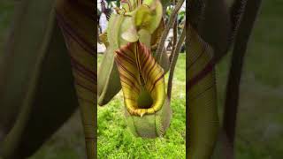 Item Short BE3734  N veitchii carnivorous nepenthes [upl. by Haimehen]