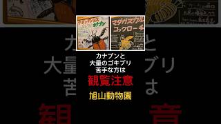 旭山動物園 昆虫館 カナブン 大量ゴキブリ旭山動物園 shorts 昆虫 観覧注意 カナブン ゴキブリ [upl. by Setiram]