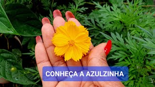 CONHEÇA A AZULZINHA MAIS LINDA E CHEIA DE FLORES QUE VOCÊ PODE TER [upl. by Belvia]