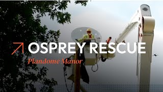 Osprey Rescue  Plandome Manor [upl. by Melvena538]