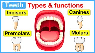 Types of teeth 🦷  Incisors canines premolars amp molars [upl. by Zohara348]