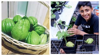 Planting Chayote from Store bought fresh fruits  How To Grow Chow Chow at home [upl. by Marc]