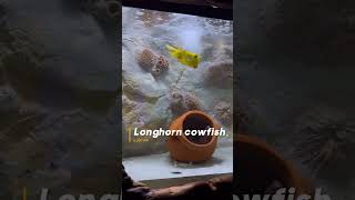 Longhorn cowfish  Horned boxfish 🐟💛  fish longhorns cowfish boxfish sharjahaquarium pets [upl. by Lehsreh]