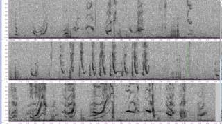 Bowhead Whale vocalizations [upl. by Damien]