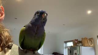 Blueheaded Pionus parrot Kobe talking on my shoulder [upl. by Hagerman]