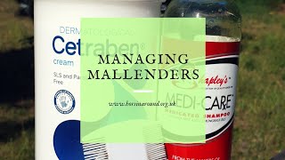 How to treat mallenders in horses  how I manage mallenders  what is mallenders [upl. by Essenaj]