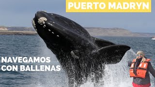 🐳BALLENAS EN PUERTO MADRYN 🐳 turismo travel viajes travelargentina puertomadryn [upl. by Nabila]