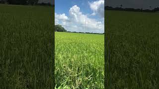 రైతే రాజు  farming farmar villagevlog రైతు nature polam bhoomi happyfarmer shortsfeed [upl. by Nollek412]