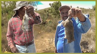 Buscando aventuras y Ratitas para comer Compadres en Acción [upl. by Anircam]