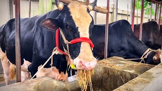 Feeding The Dairy Cow। Cow Eating Food । Cow Eating Original Sound [upl. by Golding719]