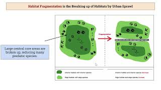 Island Biogeography [upl. by Anneiv]