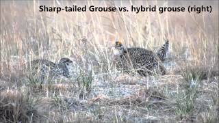 Greater PrairieChicken X Sharptailed Grouse hybrid [upl. by Anig]