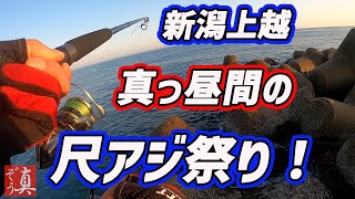 【新潟上越】ボイルした海にサビキ投げたら尺アジ入れ食い！ショアジギで釣れた青物をバーナーで炙る [upl. by Granese773]