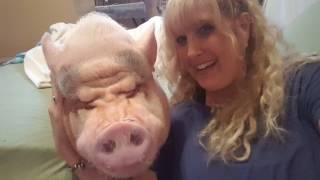 Mommys Home The BEST mini pig video ❤ [upl. by Loomis]