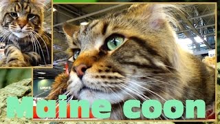 Maine coon  Felis silvestris catus  Paris animal show 2016  17012016 [upl. by Eneli]