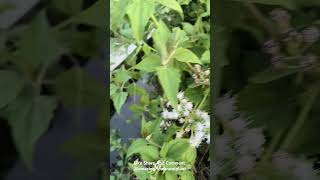 149 Amazing White Flowers amazingflowers beautifulflowers [upl. by Hubbard]