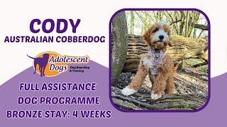 Cody the Australian Cobberdog  Full Assistance Dog Programme  Bronze Award [upl. by Nananne]