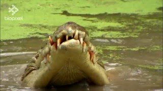 Salt Water Crocodile feeding on wallaby [upl. by Laurita489]