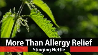 The Benefits Of Stinging Nettle  Urtica Dioica [upl. by Nicolette]