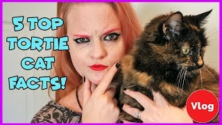 Top 5 interesting facts about tortoishell cats Whats cool about having a tortie cat [upl. by Cord]