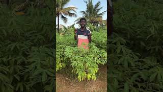 கம்புகிழங்கு பூ பூத்திருக்கு பாருங்க ✌️ Manihot esculenta🌱 kanyakumari shorts vlog biology [upl. by Noirrad905]