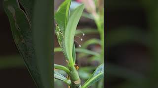 Desert Rose Beneficial Insect Lacewings they eat aphids [upl. by Akinimod]