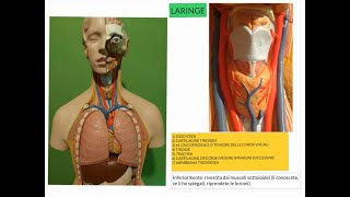 ANATOMIA  LEZIONE 44  APPARATO RESPIRATORIO [upl. by Nosauq]