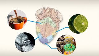 Did You Know Do Different Parts of the Tongue Taste Different Flavors  Encyclopaedia Britannica [upl. by Urbannal]