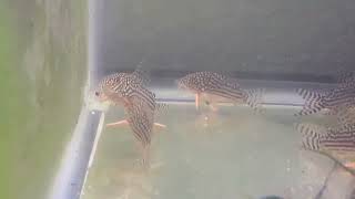 My Experience Breeding Sterbai Corydoras [upl. by Hana]