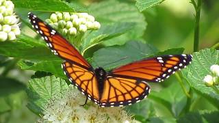 Viceroy Butterfly  The Monarch Mimic [upl. by Benioff]