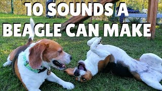 10 Sounds a Beagle can make [upl. by Eniretak42]