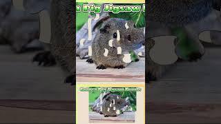 016 Guinea Pig Animal Jigsaw Puzzle [upl. by Estrella]