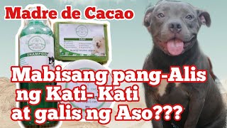 Madre de Cacao Mabisang PangGamot sa KatiKati at Galis ng Aso [upl. by Thissa94]