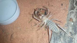 Solifugae  camel spider battles with large roach and eats it alive [upl. by Allesor546]