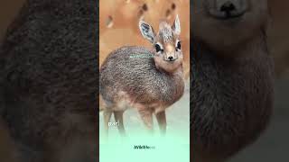 quotMeet the Tiny DikDik The Miniature Antelope with a Big Heart 🦌❤️ wildlifeinfo animals [upl. by Tanya]