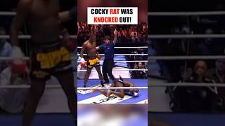 Cocky Rat Was Knocked Out [upl. by Sinned]