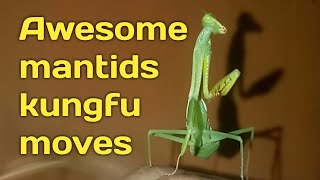 Awesome MANTIS kung Fu moves [upl. by Macpherson]