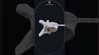 Typical thoracic vertebra T5 [upl. by Abel503]