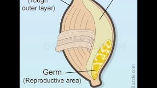 What is the Difference Between Wheat Germ and Wheat Bran [upl. by Robenia]