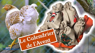 Calendrier de lAvent Spécial poules [upl. by Zwart]