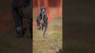 Bonji listo para Fast CAT fastcat perros whippet [upl. by Ines]