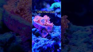 Utter Chaos Zoanthids zoa coral reeftank saltwater fishkeeping [upl. by Lledniuq]