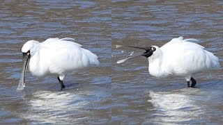 Blackfaced spoonbill foraging [upl. by Assirrak]